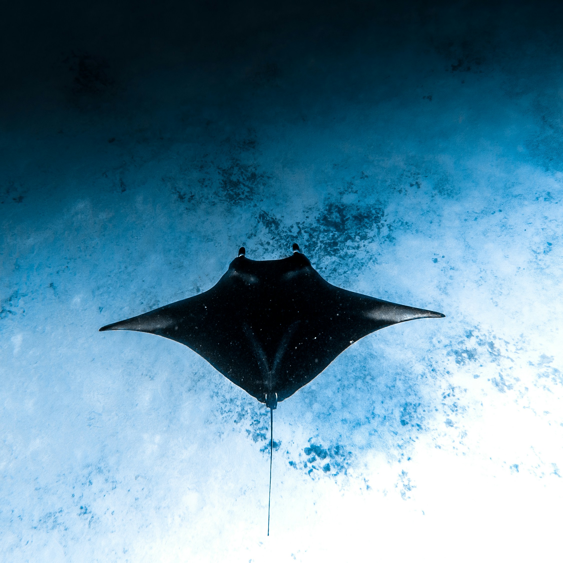 Manta Ray Glide