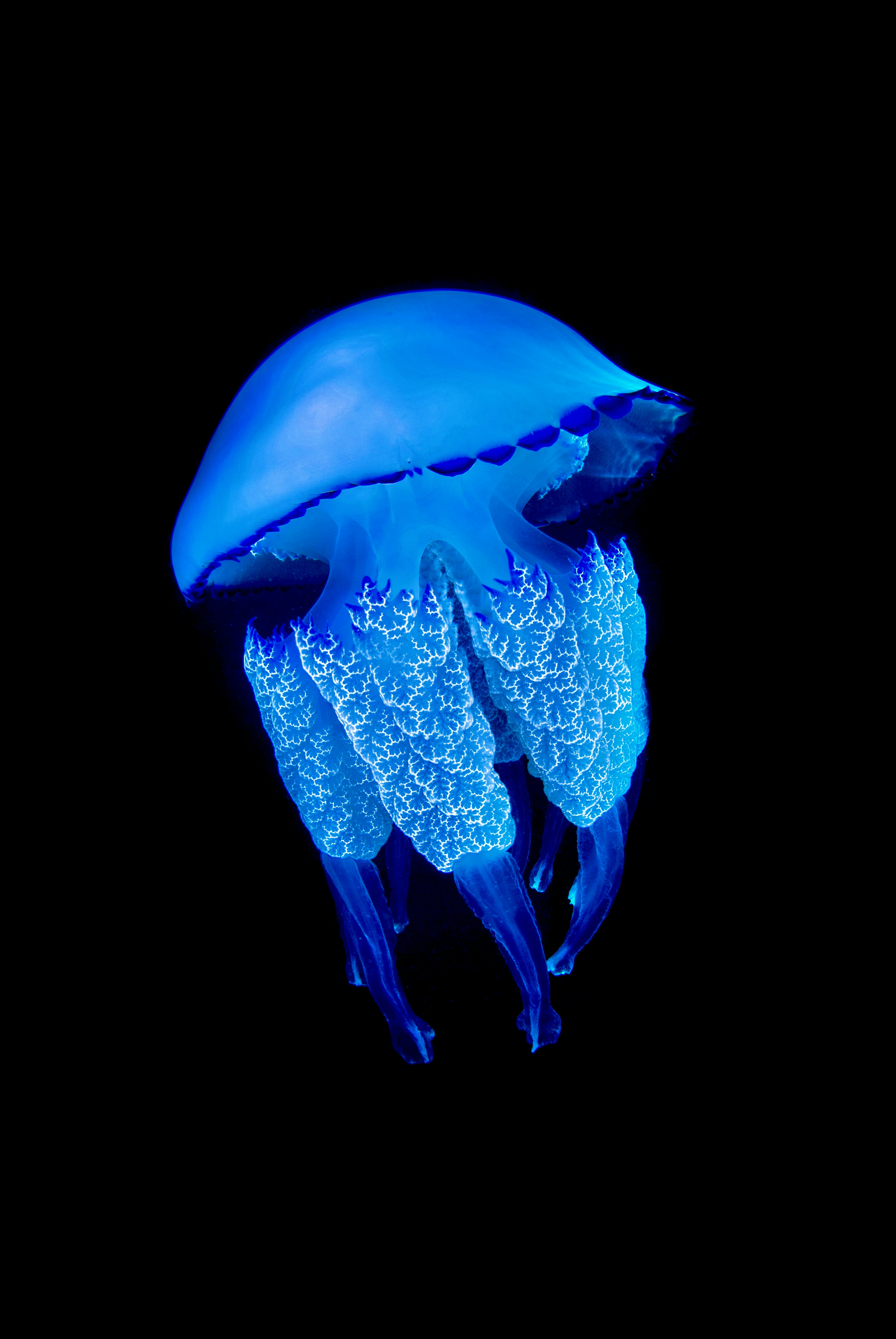 Graceful Jellyfish